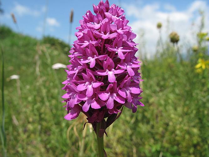 Anacamptis pyramidalis (L.) L.C.M. Richard © BILLARD Gilbert