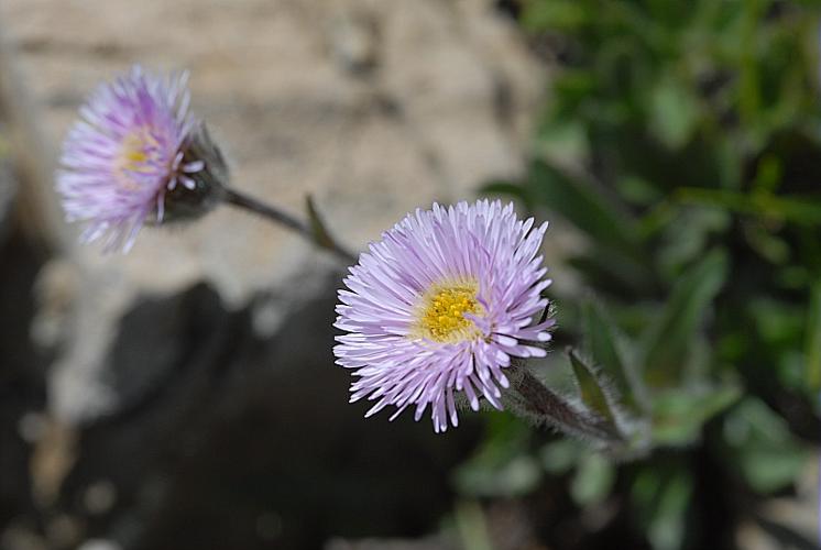 Erigeron glabratus Hoppe & Hornsch. ex Bluff & Fingerh., 1825 © DALMAS Jean-Pierre