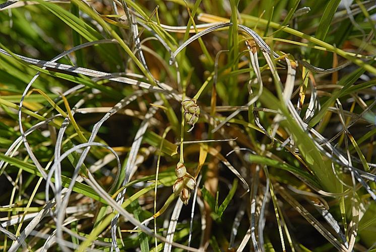 Carex halleriana Asso © DALMAS Jean-Pierre