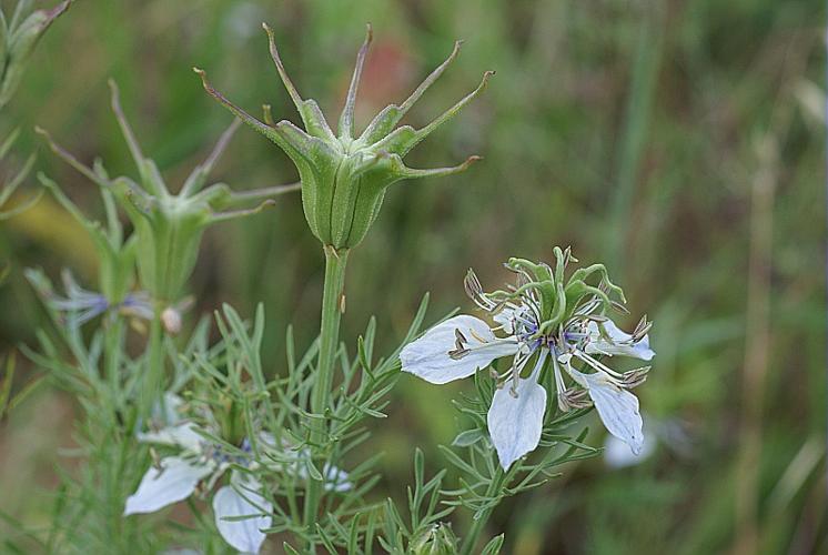 Nigella gallica Jordan © PACHES Gilles