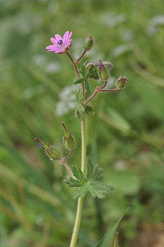 Geranium molle L. © PACHES Gilles