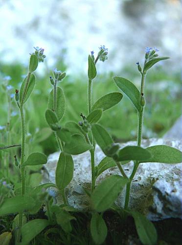 Myosotis minutiflora Boiss. & Reut. © VILLARET Jean-Charles