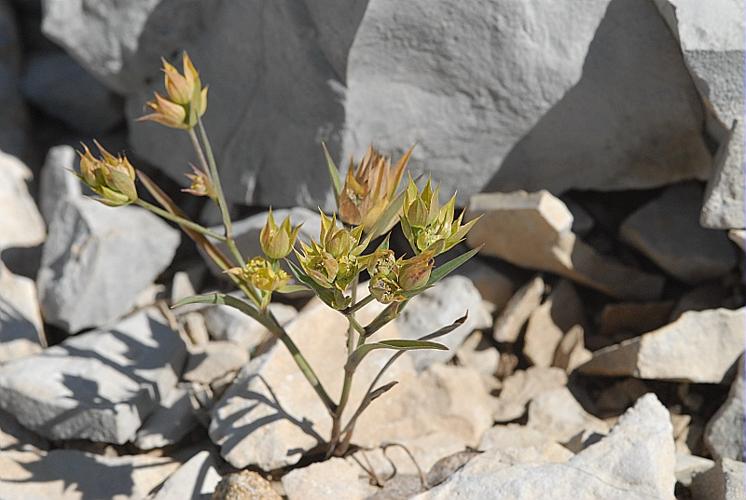 Bupleurum baldense Turra, 1764 © DALMAS Jean-Pierre