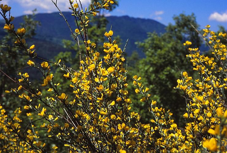 Genista cinerea (Vill.) DC. subsp. cinerea © BILLARD Gilbert