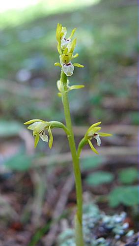 Corallorrhiza corallorhiza (L.) Karsten © VILLARET Jean-Charles