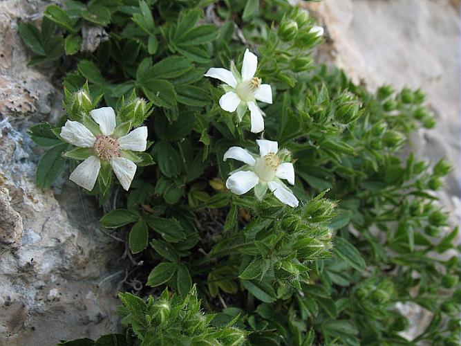 Potentilla caulescens subsp. petiolulata (Gaudin) Nyman, 1878 © BILLARD Gilbert