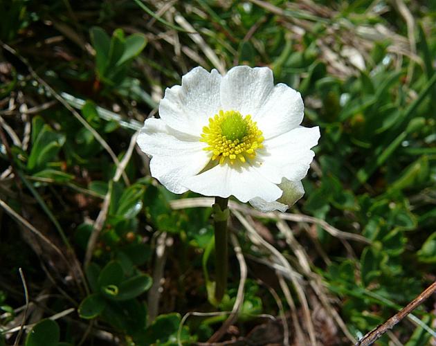 Ranunculus alpestris L., 1753 © VILLARET Jean-Charles