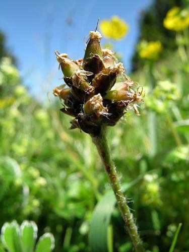 Plantago atrata Hoppe subsp. atrata © VILLARET Jean-Charles