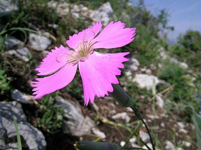 Dianthus sylvestris Wulfen subsp. sylvestris © VILLARET Jean-Charles