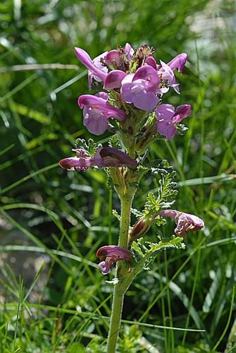 Pedicularis gyroflexa Vill., 1785 © DALMAS Jean-Pierre