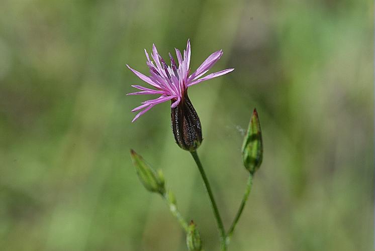 Crupina vulgaris Cass. © DALMAS Jean-Pierre