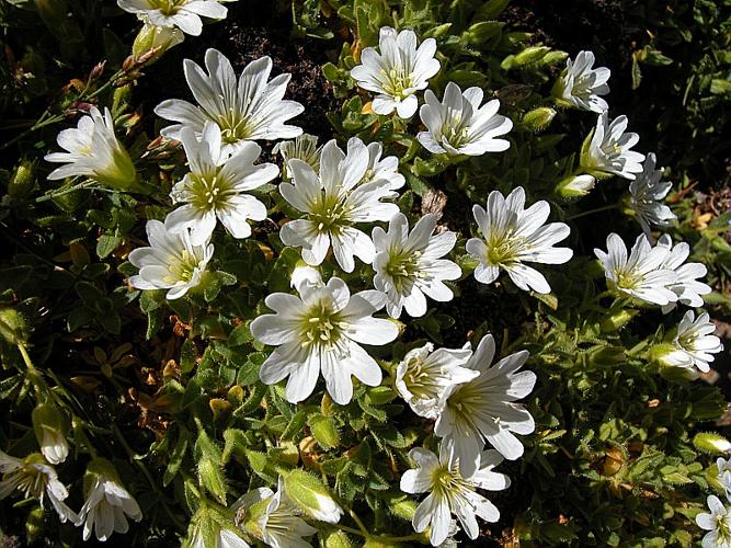 Cerastium uniflorum Clairv., 1811 © VILLARET Jean-Charles