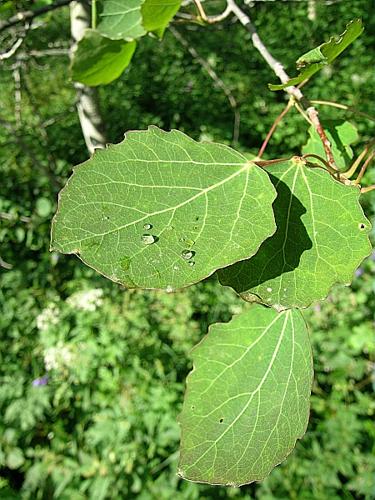 Populus tremula L. © VILLARET Jean-Charles