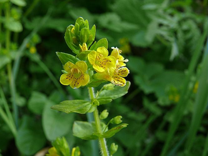 Tozzia alpina L. subsp. alpina © VILLARET Jean-Charles