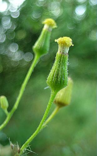 Senecio lividus L., 1753 © VILLARET Jean-Charles