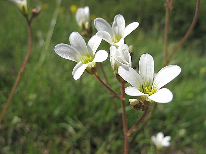 Saxifraga granulata L. © BILLARD Gilbert