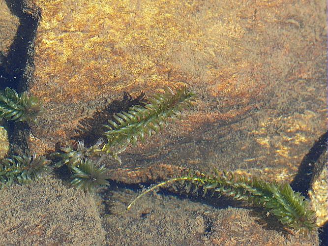 Elodea canadensis Michaux © VILLARET Jean-Charles