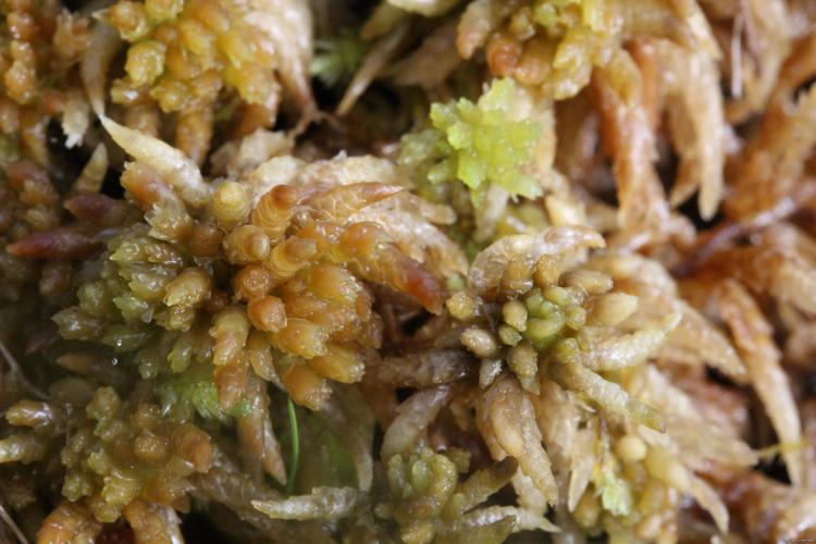 Sphagnum papillosum Lindb. © LEGLAND Thomas