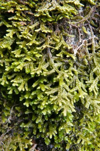 Porella platyphylla (L.) Pfeiff. © GARRAUD Luc