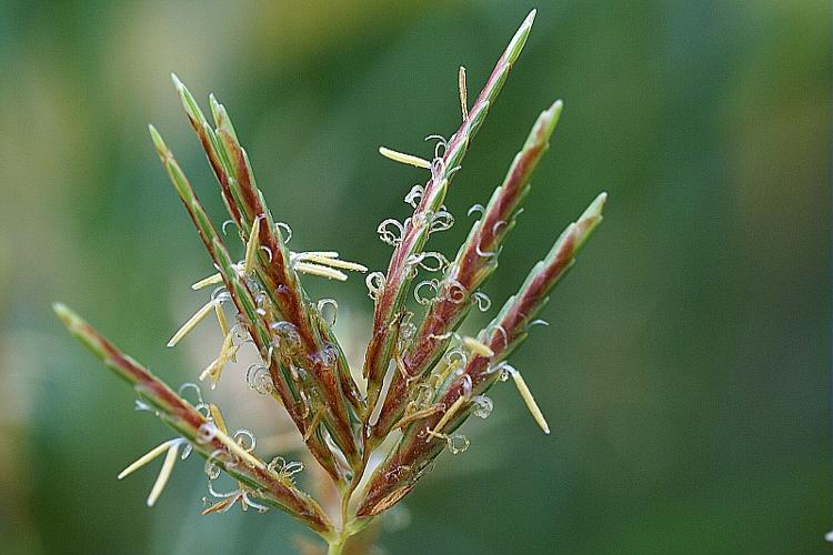 Cyperus longus L. © PACHES Gilles