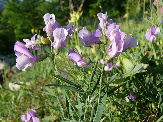 Lathyrus filiformis (Lam.) J.Gay, 1857 © VILLARET Jean-Charles