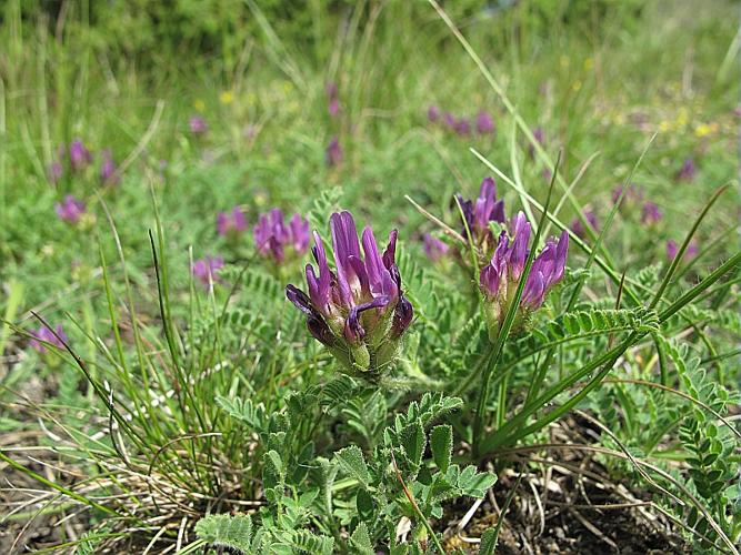 Astragalus hypoglottis L., 1771 © BILLARD Gilbert