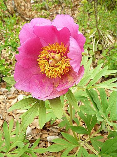 Paeonia officinalis L. subsp. huthii Soldano [1993] © GARRAUD Luc