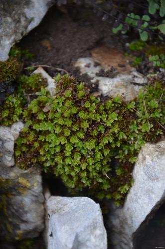 Encalypta streptocarpa Hedw. © GARRAUD Luc