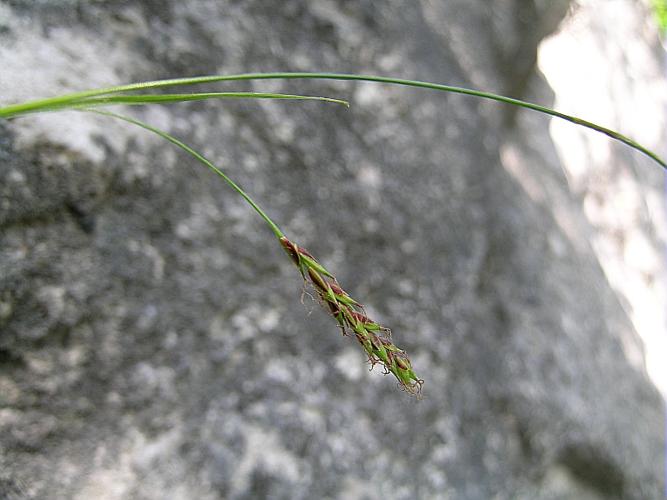 Carex brachystachys Schrank © VILLARET Jean-Charles