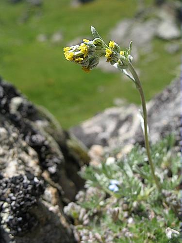 Artemisia umbelliformis Lam. © BILLARD Gilbert