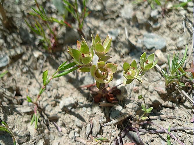 Androsace maxima L. subsp. maxima © HUC Stéphanie