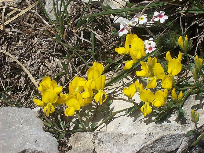 Genista delphinensis Verlot (b.) © GARRAUD Luc