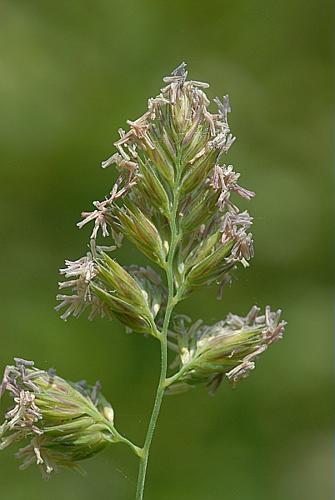 Dactylis glomerata L. © DALMAS Jean-Pierre