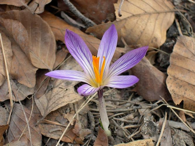 Crocus versicolor Ker-Gawler © GENIS Jean-Michel