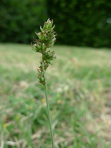 Carex pairae F.W. Schultz © HARENG Jonathan