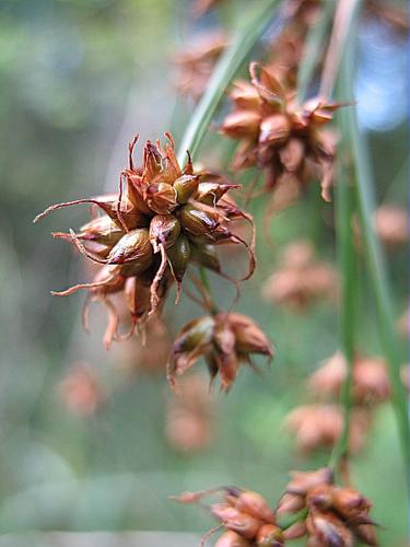 Cladium mariscus (L.) Pohl, 1809 © BILLARD Gilbert