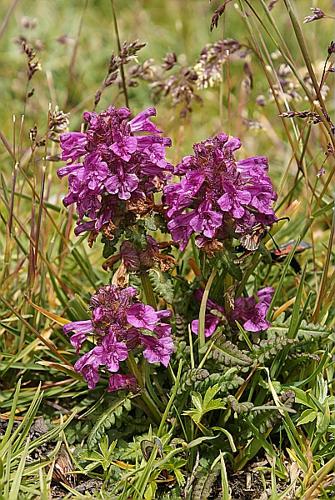 Pedicularis verticillata L., 1753 © BONNET Véronique