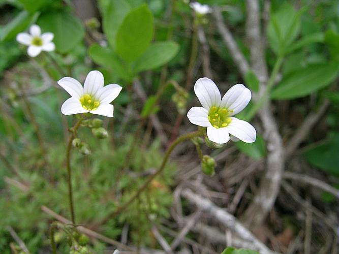 Saxifraga fragosoi Sennen © VILLARET Jean-Charles