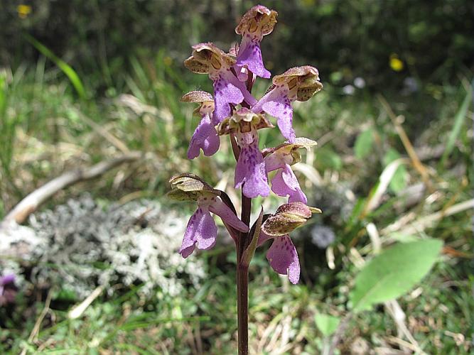 Orchis spitzelii Sauter ex Koch subsp. spitzelii © BILLARD Gilbert