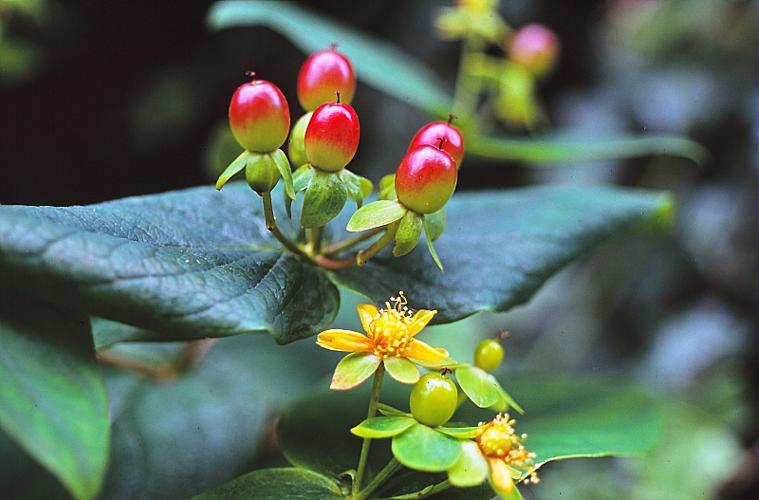 Hypericum androsaemum L. © BILLARD Gilbert