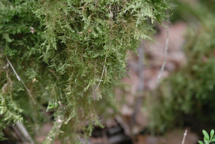 Alleniella complanata (Hedw.) S.Olsson, Enroth & D.Quandt © DALMAS Jean-Pierre