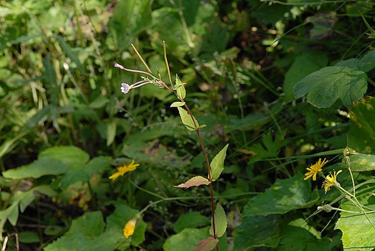 Epilobium montanum L. © DALMAS Jean-Pierre