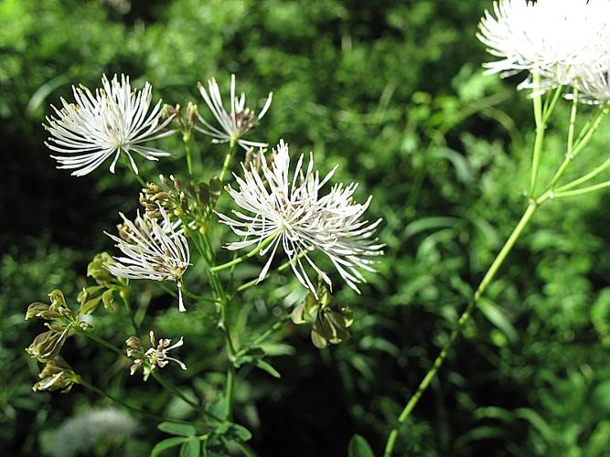 Thalictrum aquilegiifolium L., 1753 © BILLARD Gilbert