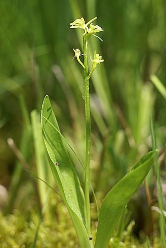 Liparis loeselii (L.) L.C.M. Richard © PACHES Gilles