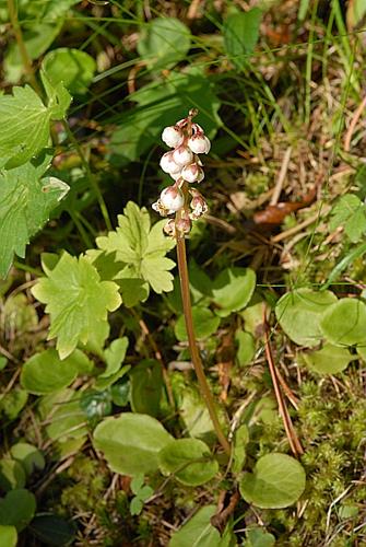 Pyrola rotundifolia L. © DALMAS Jean-Pierre