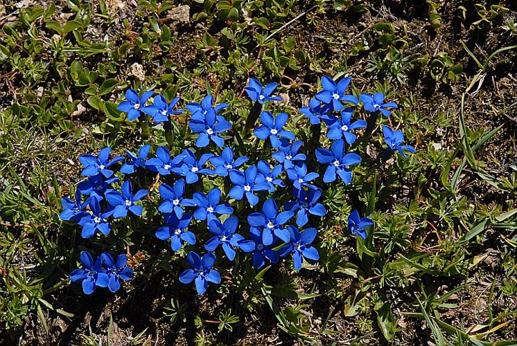 Gentiana verna L. © DALMAS Jean-Pierre