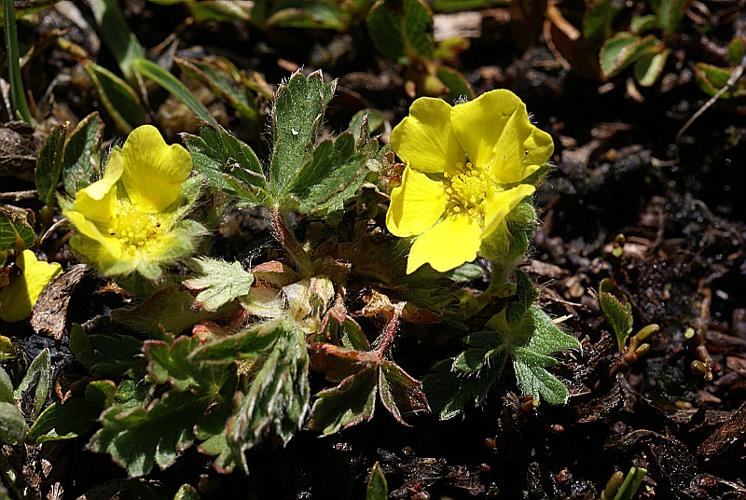 Potentilla frigida Vill., 1788 © PACHES Gilles