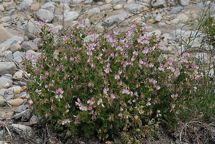 Ononis rotundifolia L. © DALMAS Jean-Pierre