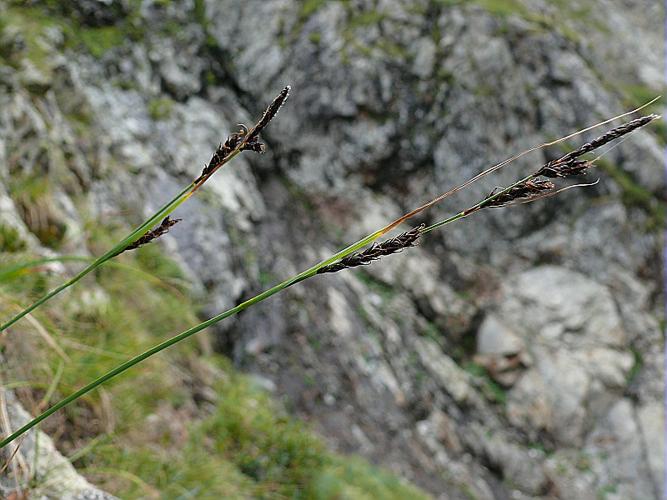 Carex fimbriata Schkuhr © VILLARET Jean-Charles
