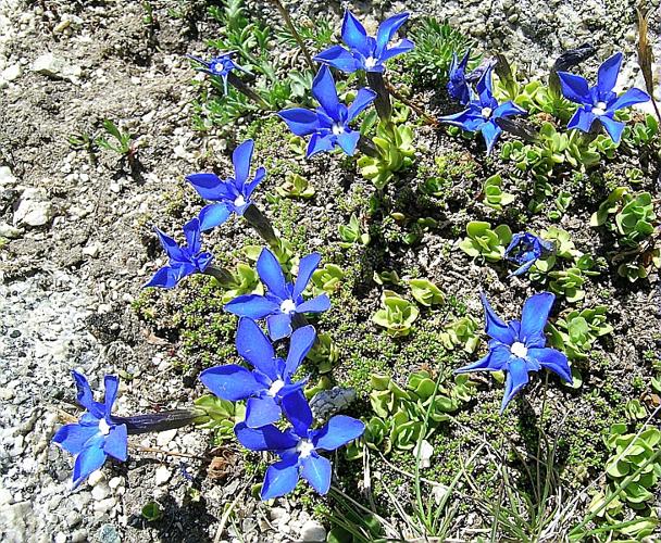 Gentiana brachyphylla Vill. © VILLARET Jean-Charles